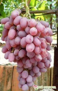 Виноград Тайфи розовый в Алупке