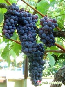 Виноград Черный жемчуг в Алупке