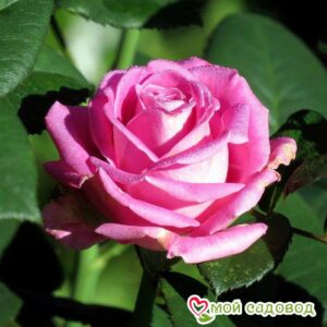 Роза чайно-гибридная Аква в Алупке