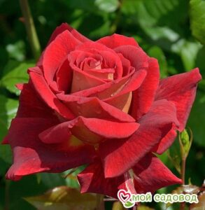 Роза чайно-гибридная Клеопатра в Алупке
