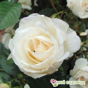 Роза Спрей белый в Алупке