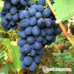 Ароматный и сладкий виноград “Августа” в Алупке