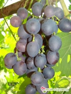 Виноград Астра в Алупке