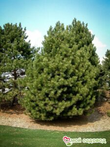 Сосна Чёрная (Pinus Nigra) в Алупке