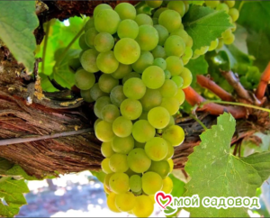 Виноград Амурский Белый (Высокоурожайный, ранний сорт) в Алупке