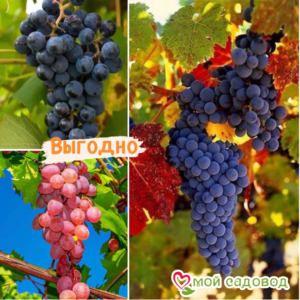 Тройная выгода винограда! (морозоустойчивый) в Алупке
