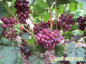 Виноград Фаэтон в Алупке