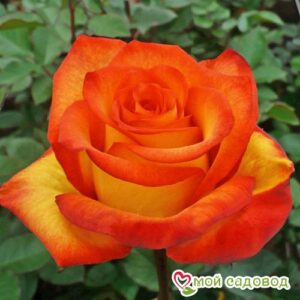 Роза чайно-гибридная Хай Буминг в Алупке