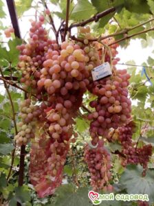 Виноград Лучистый в Алупке