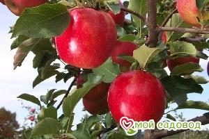 Яблоня Джонаголд в Алупке
