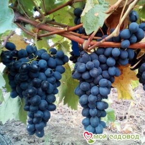 Виноград Молдова в Алупке