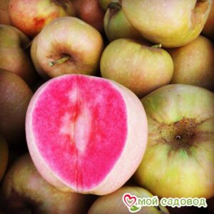 Яблоня Розовый жемчуг в Алупке