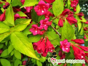 Вейгела цветущая “Рубидор” в Алупке