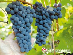 Виноград Амурский синий в Алупке