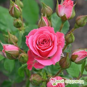 Роза Спрей розовый в Алупке