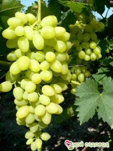 Виноград Осенний крупноплодный в Алупке
