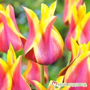Тюльпан лилиецветный Баллада Дрим в Алупке