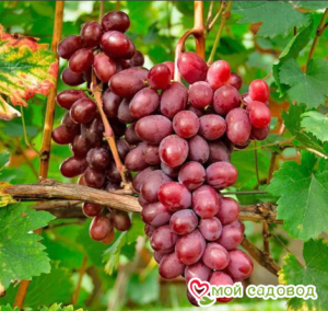 Виноград Виктория винная в Алупке