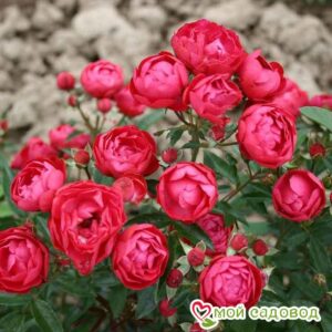 Роза полиантовая Морздаг Ред (Morsdag Red) в Алупке