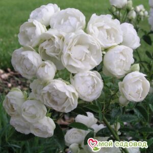 Роза полиантовая Морздаг Уайт (Morsdag White) в Алупке