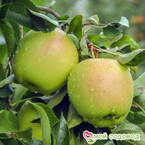 Яблоко-груша Голден Делишес в Алупке